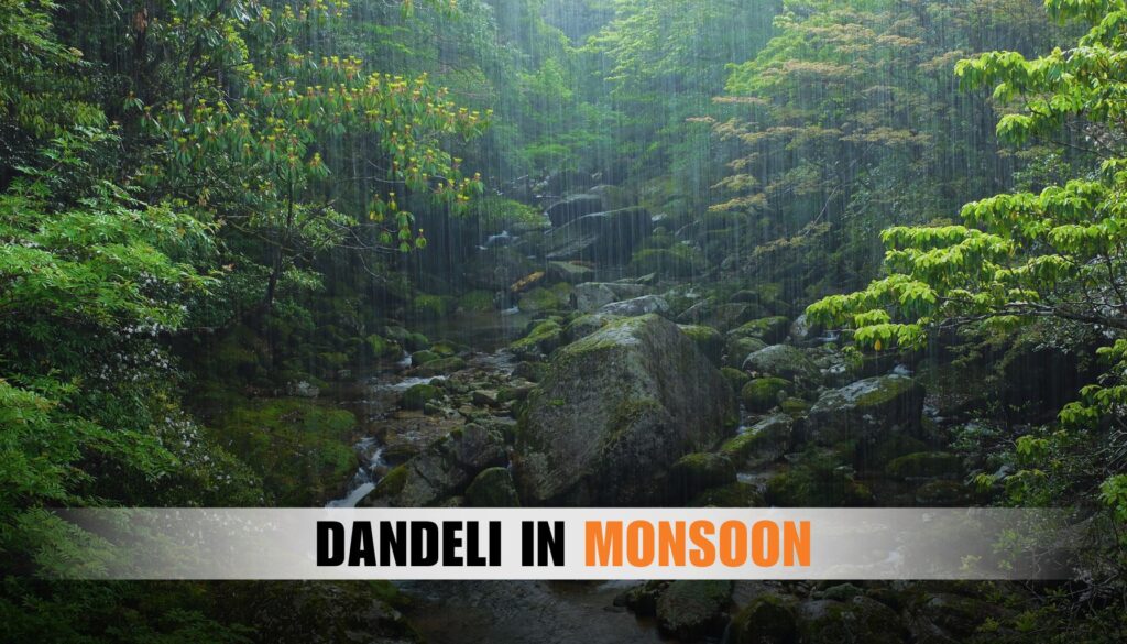 dandeli in monsoon