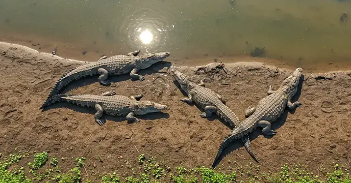 Crocodile park dandeli