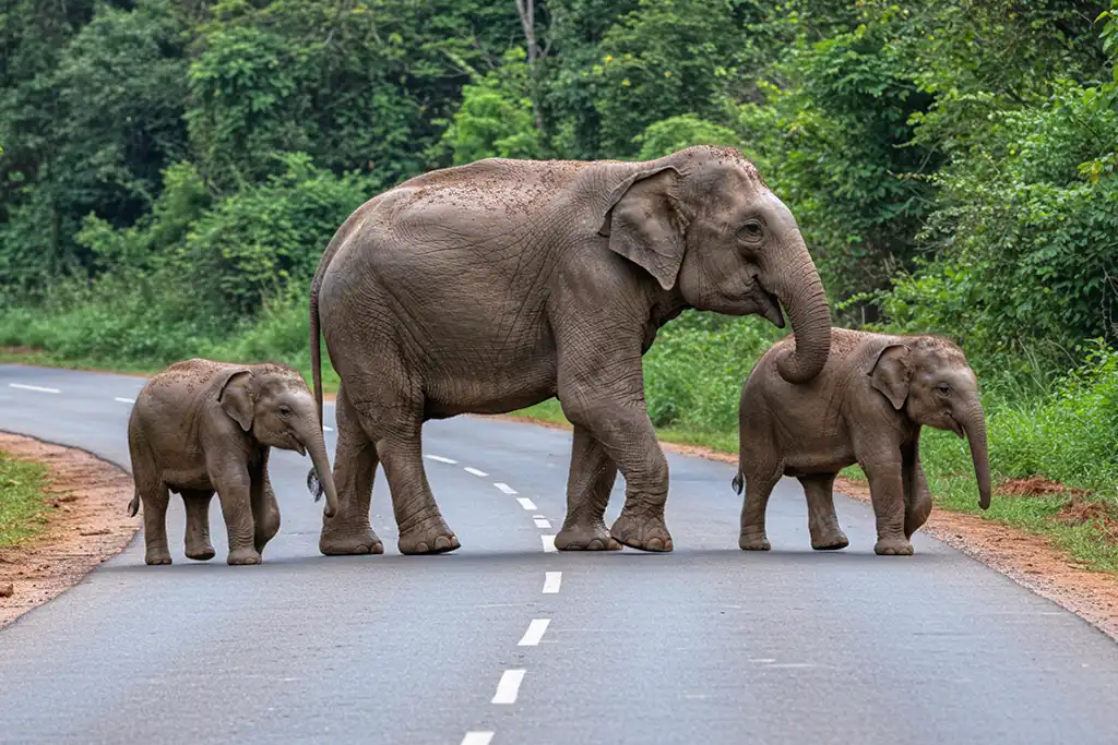 Jungle Safari Dandeli