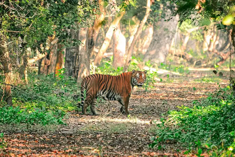 Jungle-safari-dandeli