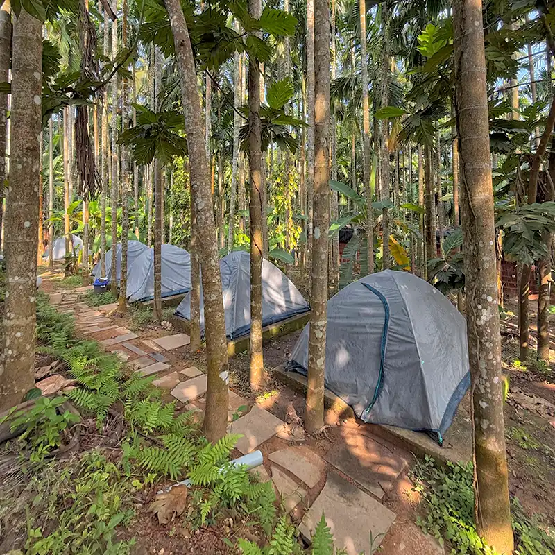 dandeli tent stay