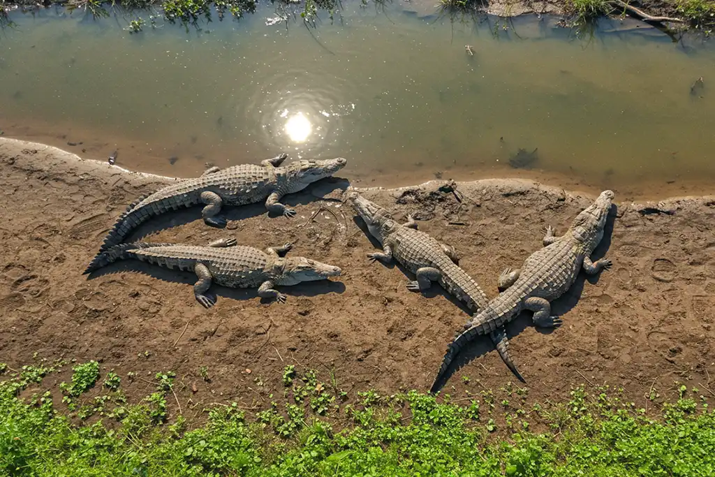crocodile park dandeli