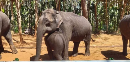 Dandeli elephant camp