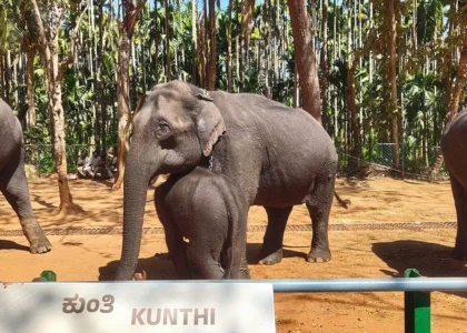 Dandeli elephant camp