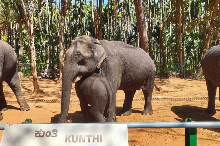 Dandeli Elephant Camp