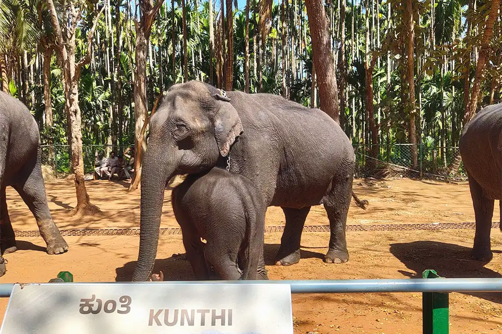 Dandeli elephant camp