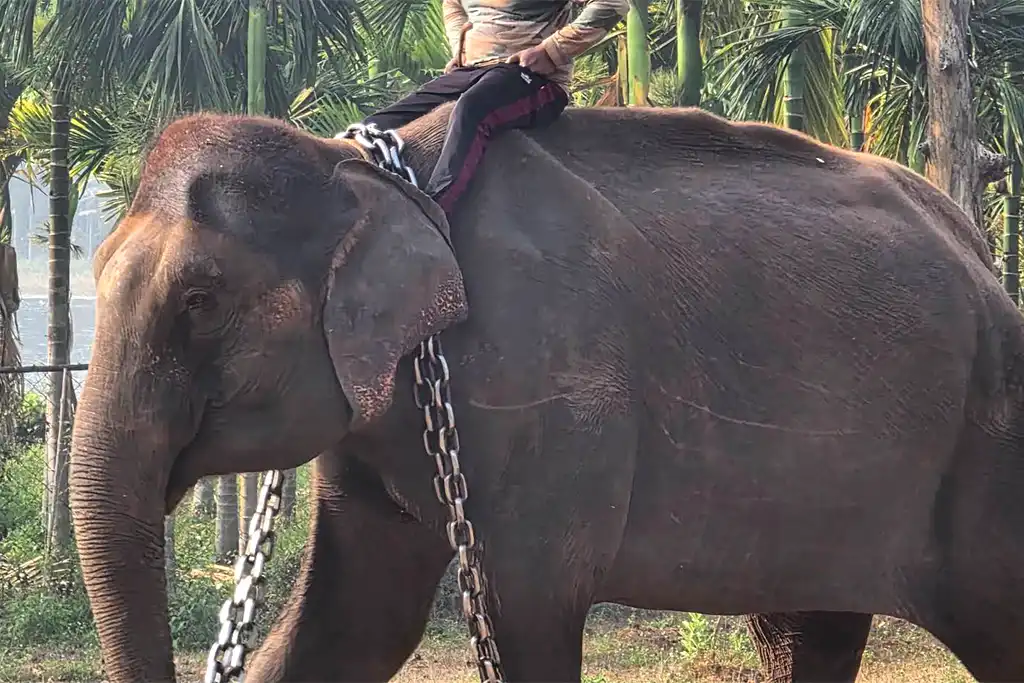 elephant camp dandeli