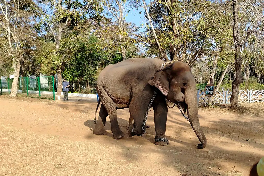 pansoli elephant camp