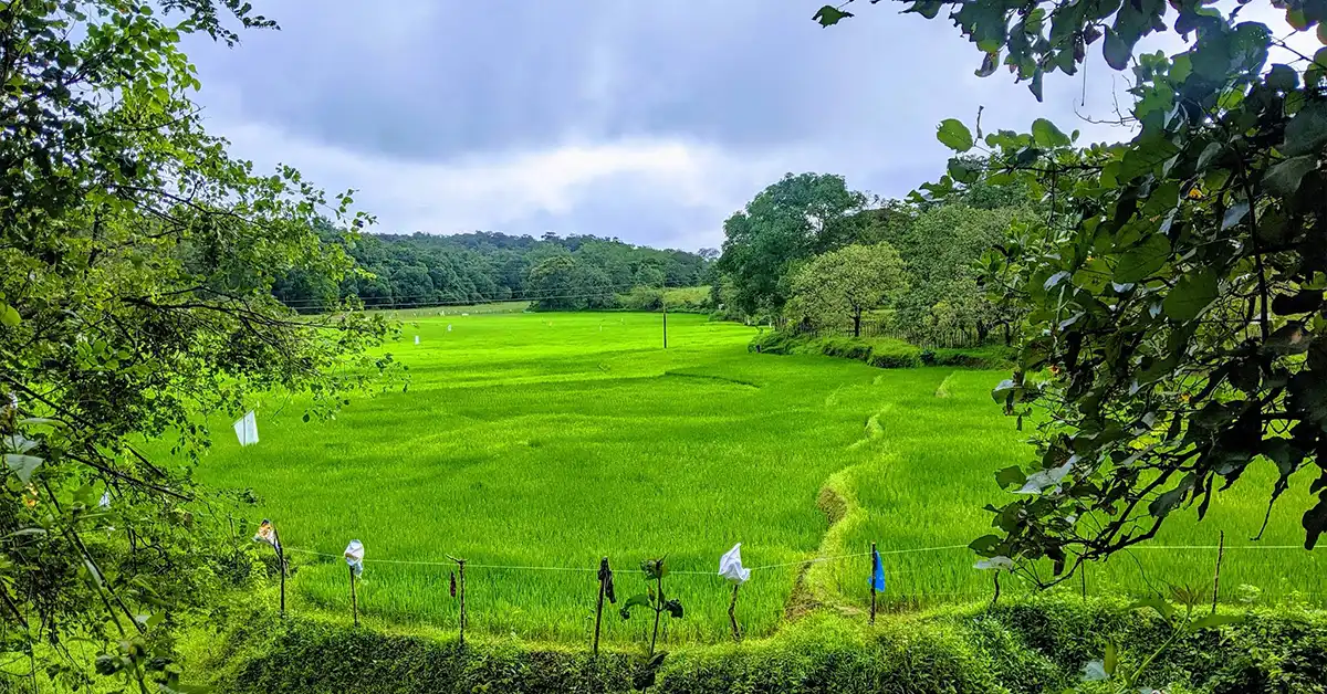 Dandeli in monsoon 1
