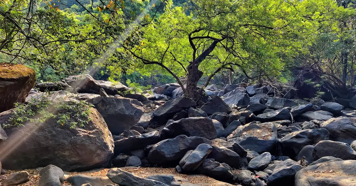 Dudhsagar Waterfall jungle trek