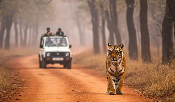 dandeli-tiger Dandeli Wildlife Sanctuary